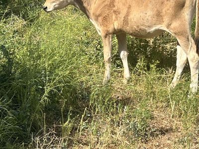 Calves