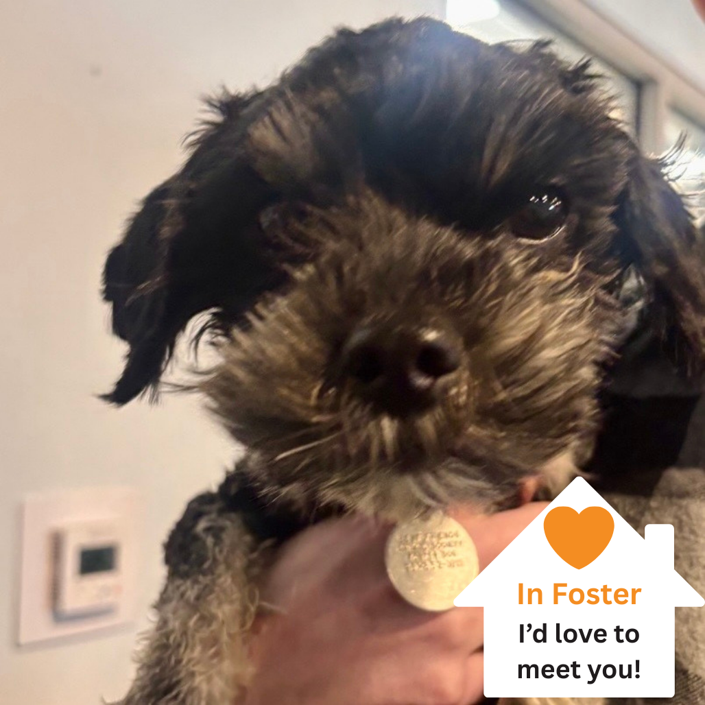 Hello my name is Otter