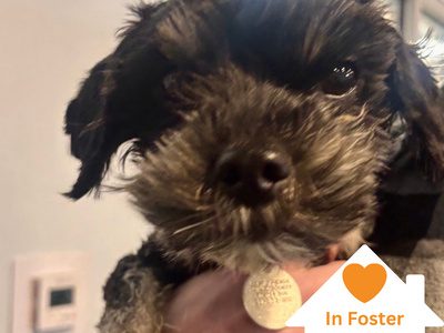 Hello my name is Otter