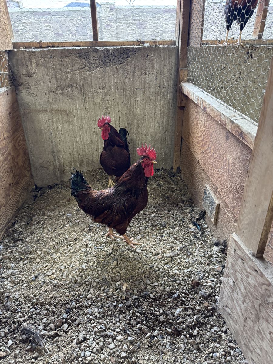 Yearling Young Roosters