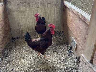 Yearling Young Roosters