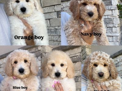 Goldendoodle Puppies • Ready This Weekend • Boys & Girls Available