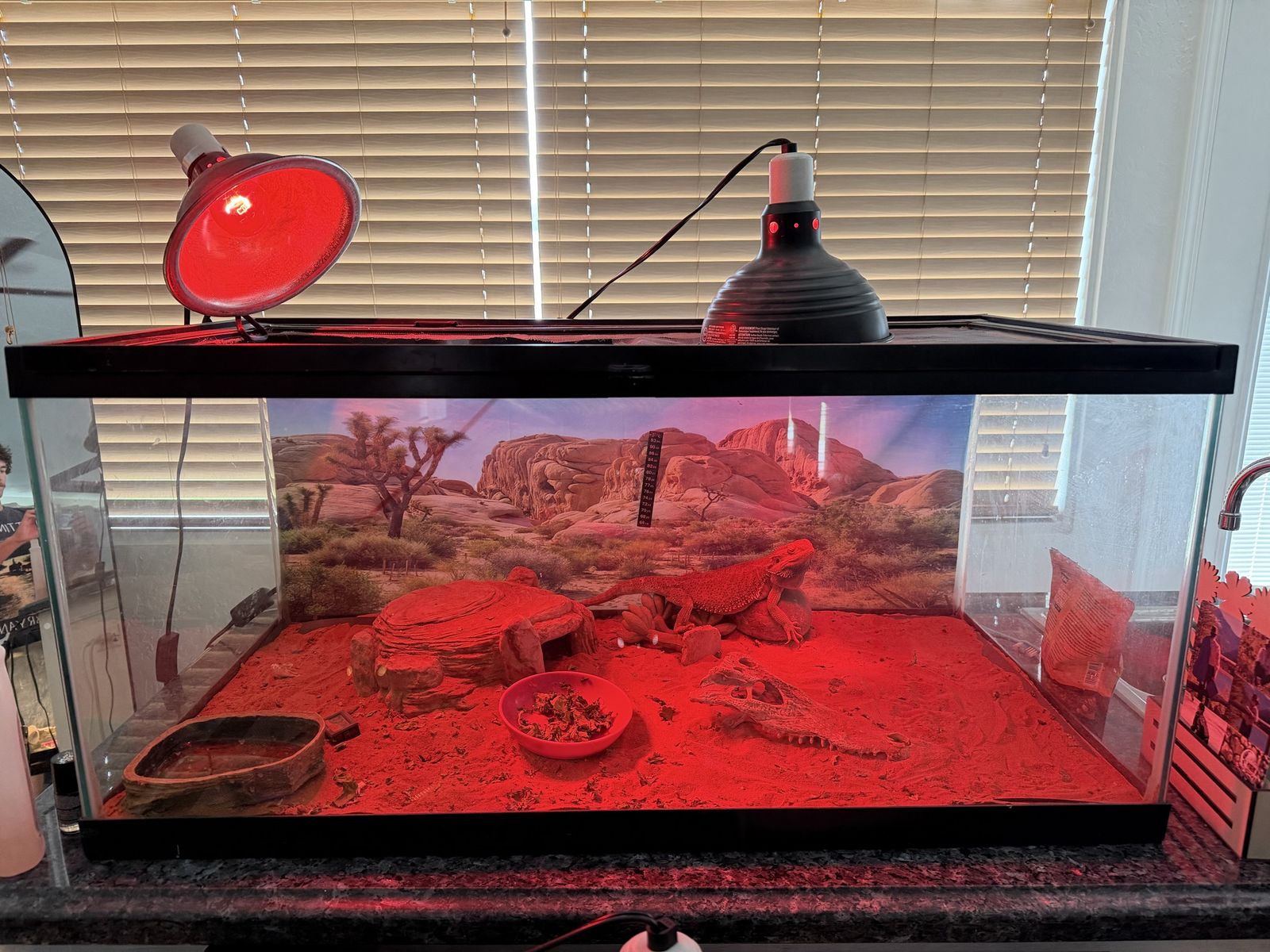 2 bearded dragons