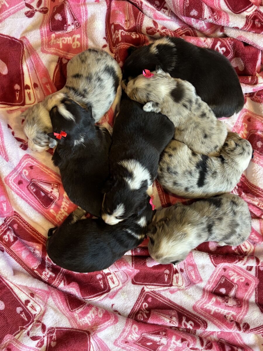 American mini corgis