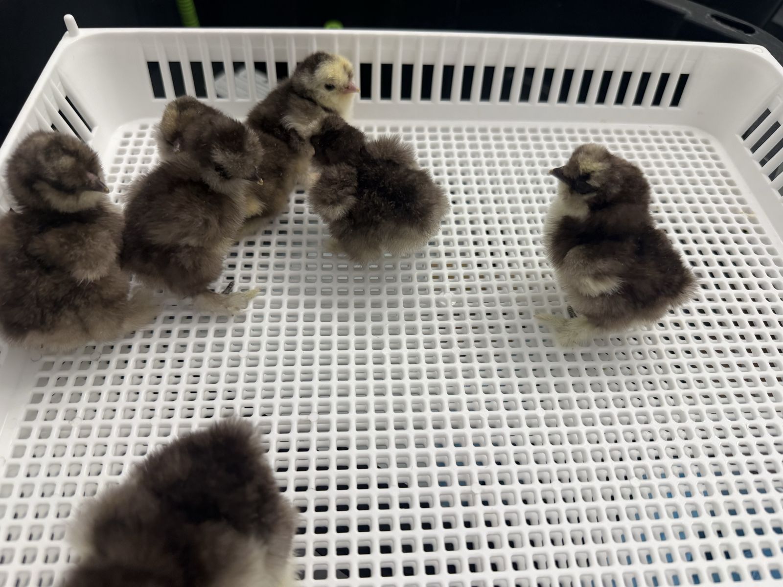 Paint Mottled Silkie chicks 