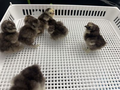 Paint Mottled Silkie chicks