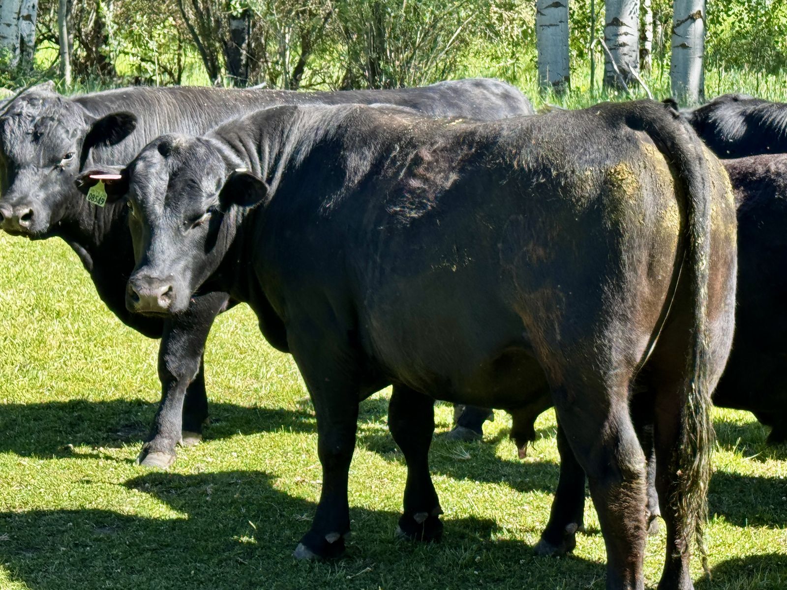 Registered Angus bulls for sale
