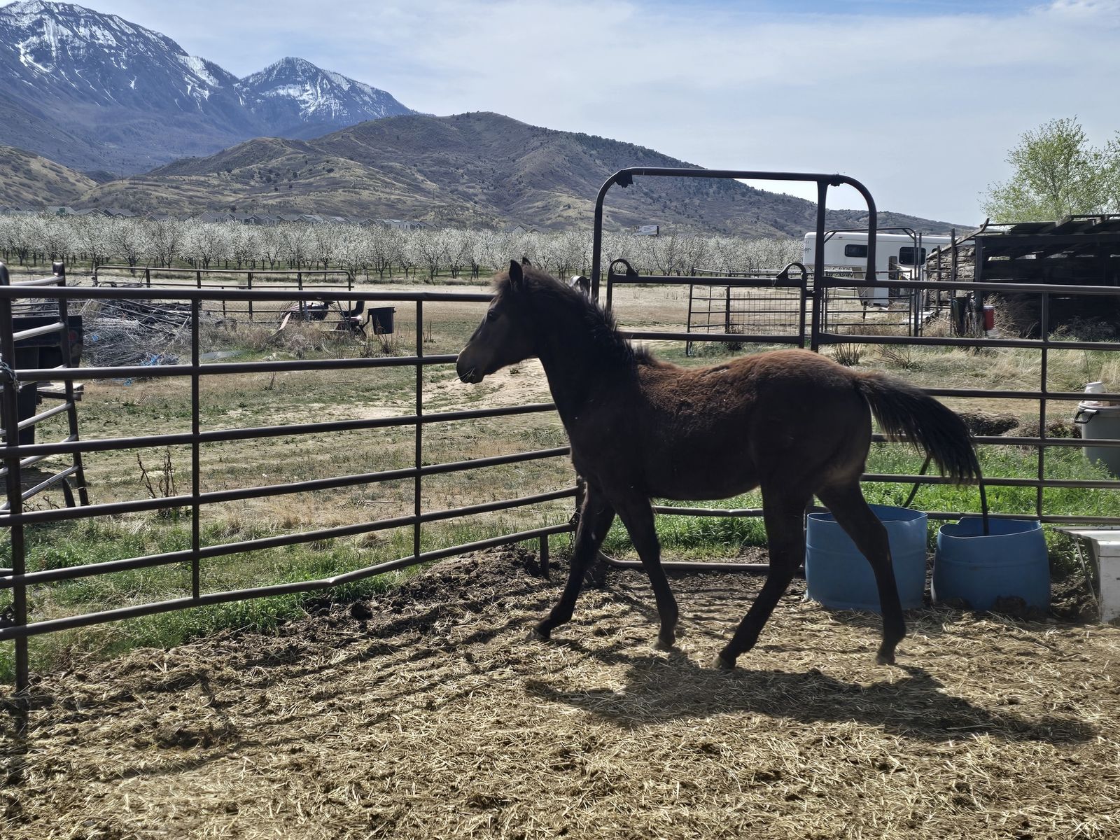 Cute AQHA Buckskin Filly