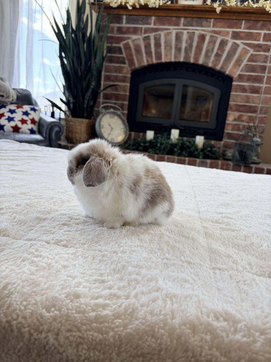 Micro small Holland Lop