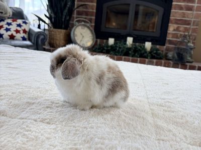 Micro small Holland Lop