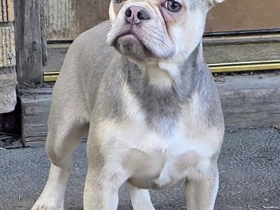 French Bulldog Blue Fawn Female AKC