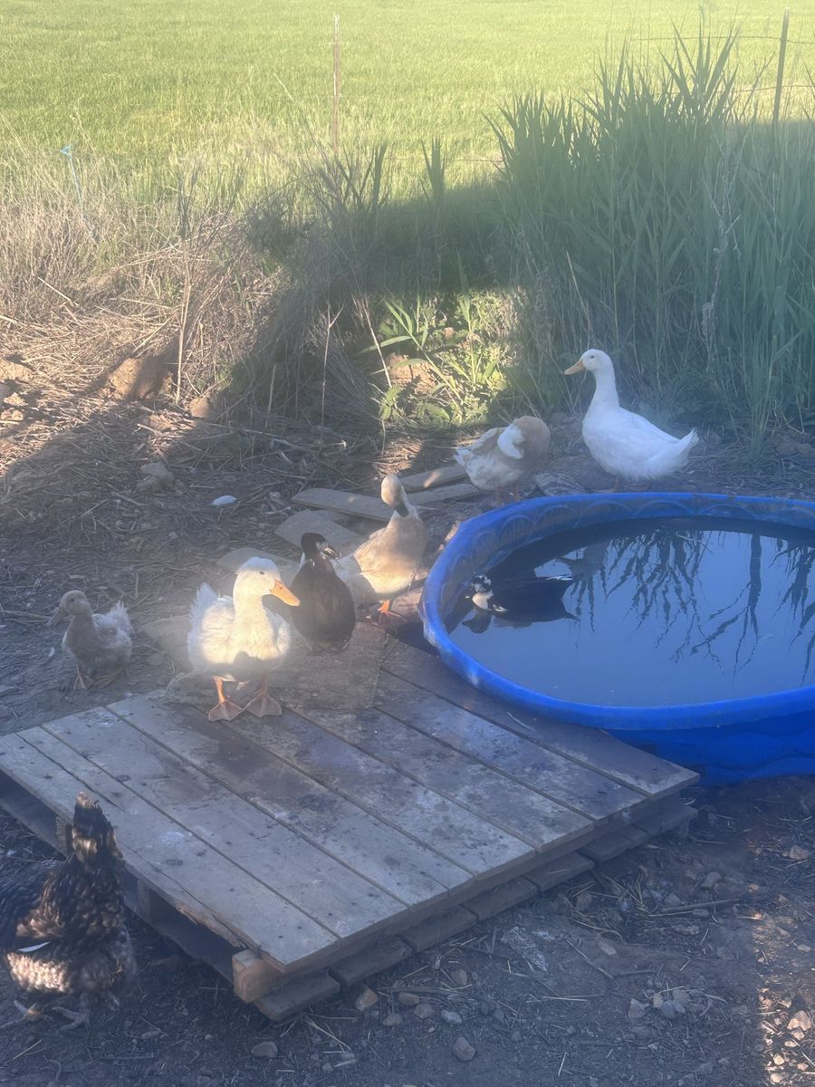 ISO Goose or Turkey pair