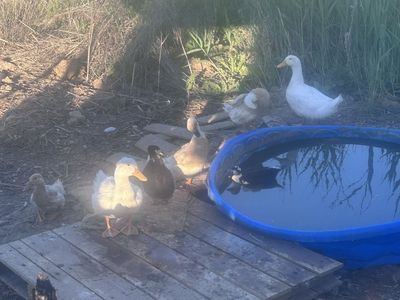 ISO Goose or Turkey pair