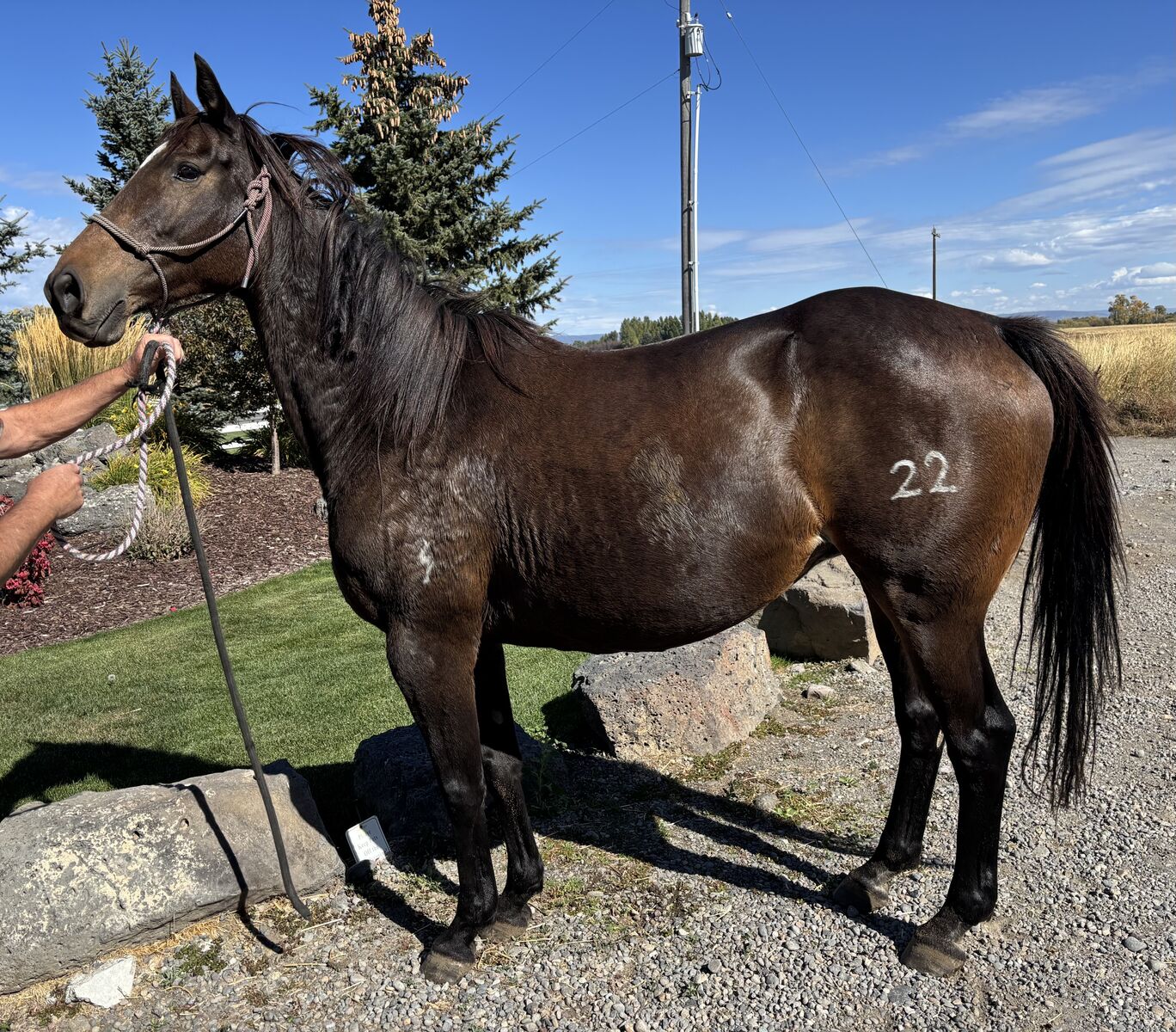 9 year old Bay Grade Broodmare "Tammy"