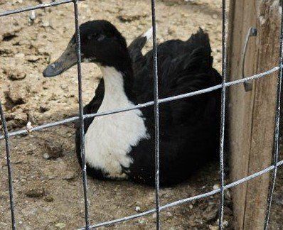 Black Sweedish Ducks for Sale