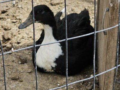 Black Sweedish Ducks for Sale