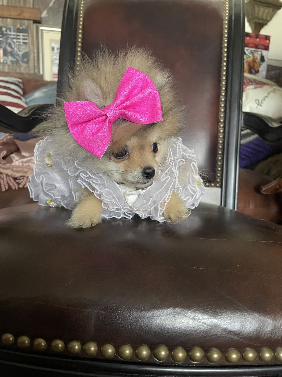 Adorable teacup tiny Pomeranian puppies Sale/Trade
