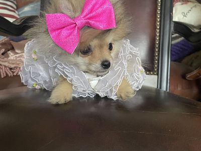 Adorable teacup tiny Pomeranian puppies Sale/Trade