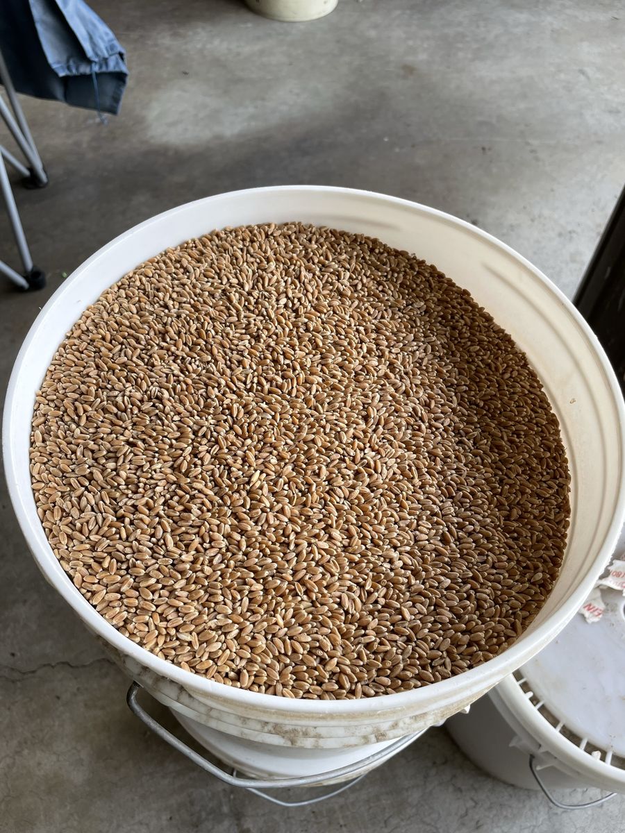 Old Wheat Berries - Bulk Grains for Milling, Baking, or Brewing hundreds of pounds FREE come and get it.
