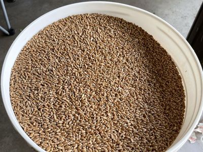 Old Wheat Berries - Bulk Grains for Milling, Baking, or Brewing hundreds of pounds FREE come and get it.