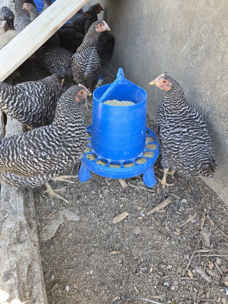 Coop Ready Hens Pullets Chicks Chickens Black Link