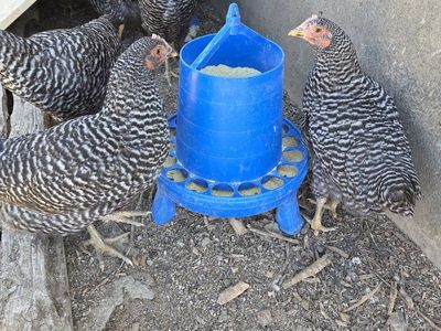 Coop Ready Hens Pullets Chicks Chickens Black Link