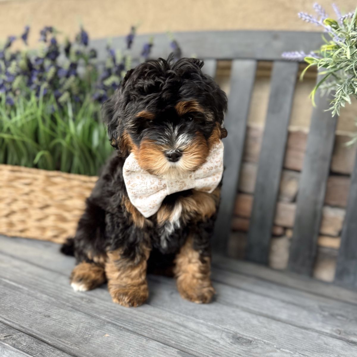 Meet Terence! Beautiful Mini Bernedoodle Multigen!