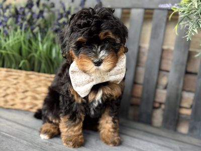 Meet Terence! Beautiful Mini Bernedoodle Multigen!