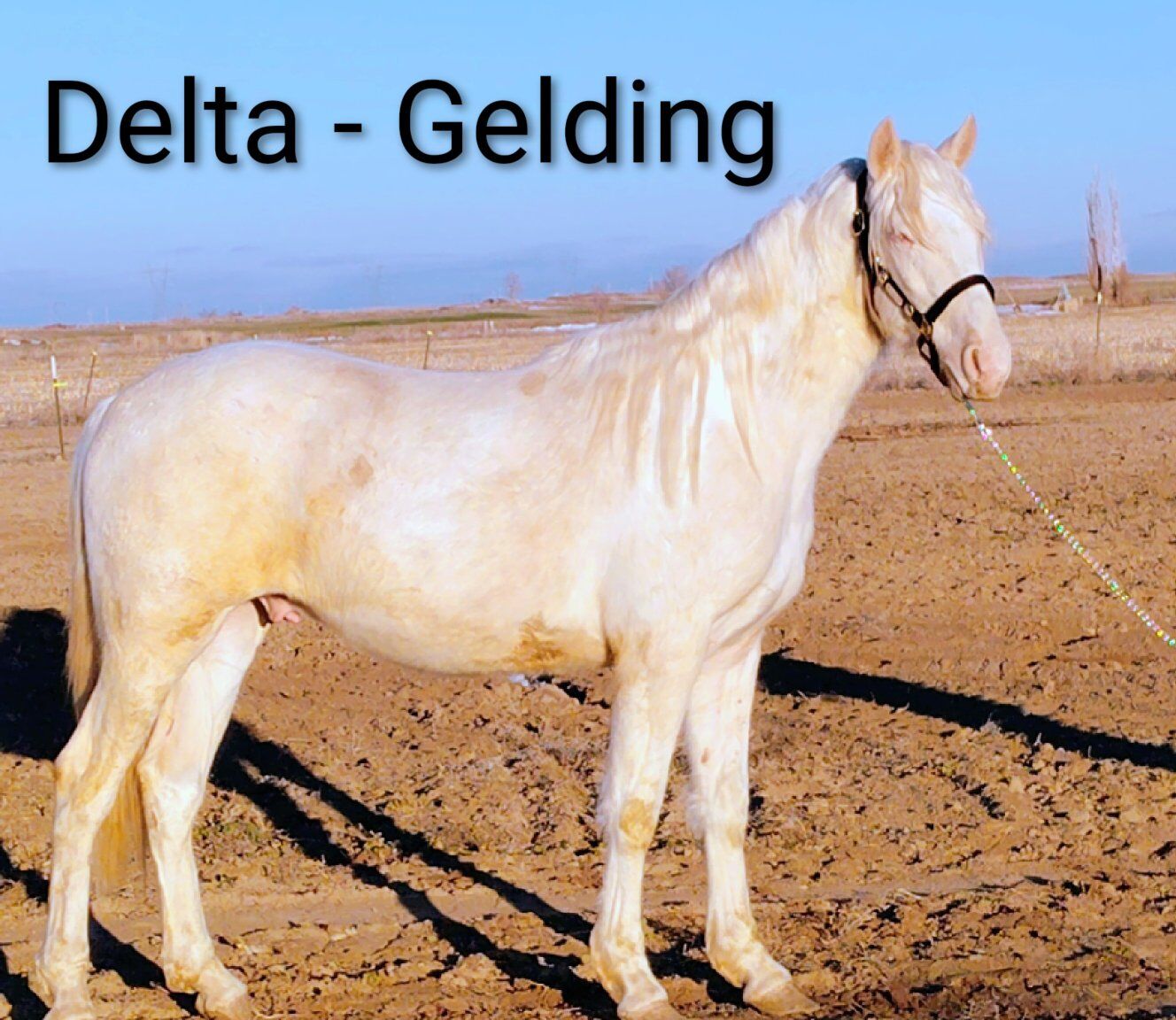 2 - 2024 Cremello Paints