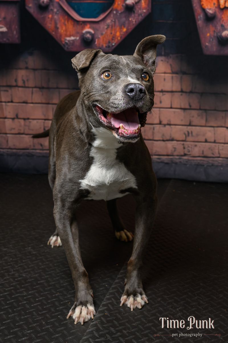 A125293 Roco is Available for Adoption!