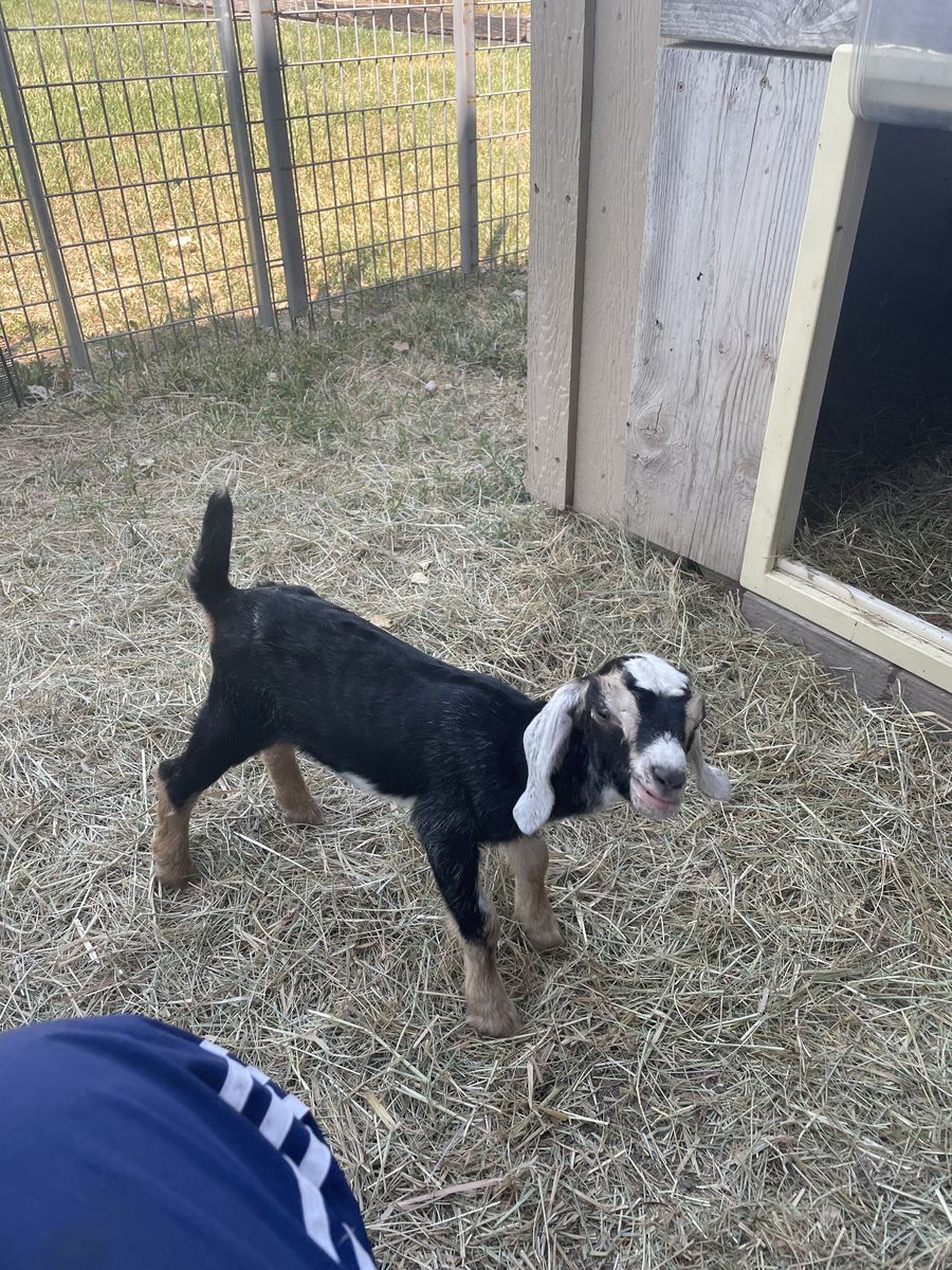 Pet kid goats to bottle feed!