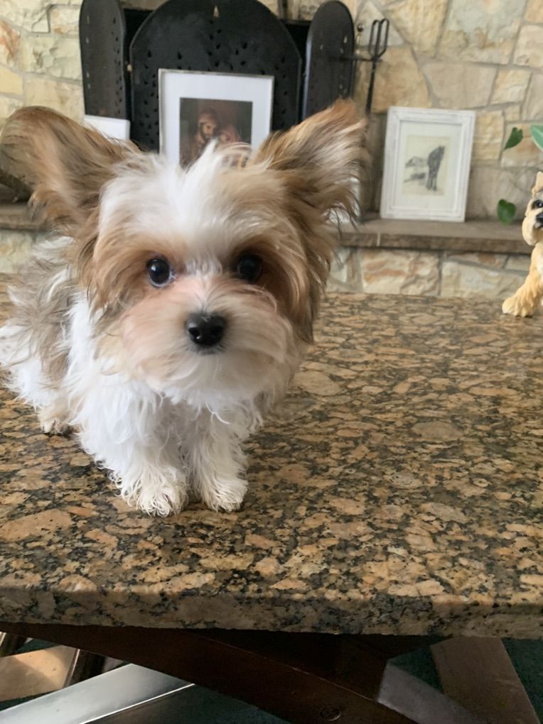 Beautiful Golden Parti Male Yorkie Puppy