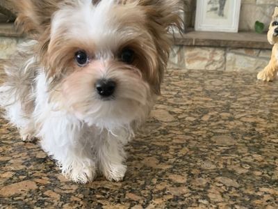 Beautiful Golden Parti Male Yorkie Puppy