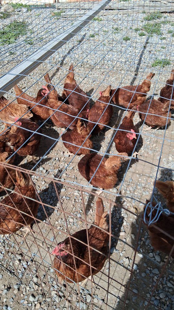 Rhode Island Red hens
