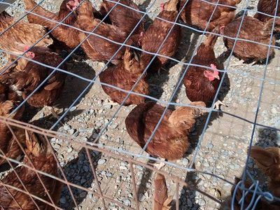Rhode Island Red hens