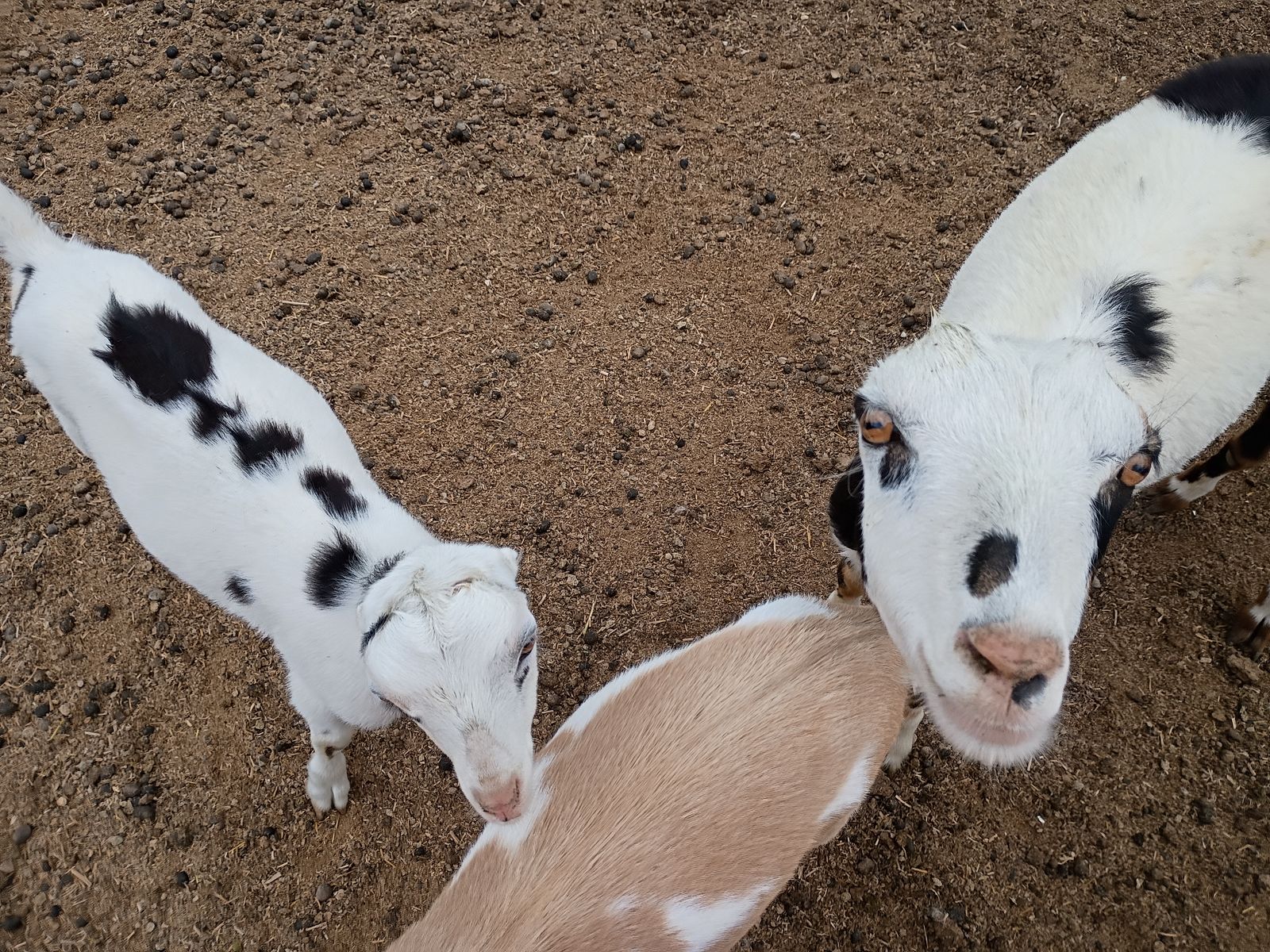 July Special! Polled Milk Doe and Doeling