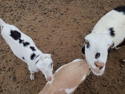 July Special! Polled Milk Doe and Doeling