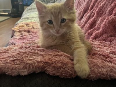 Hypoallergenic Russian Blue siberian Mix Kittens!!
