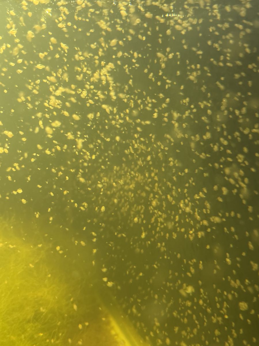 Daphnia culture