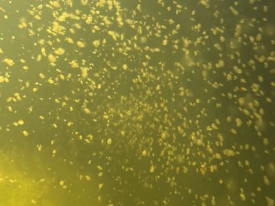 Daphnia culture