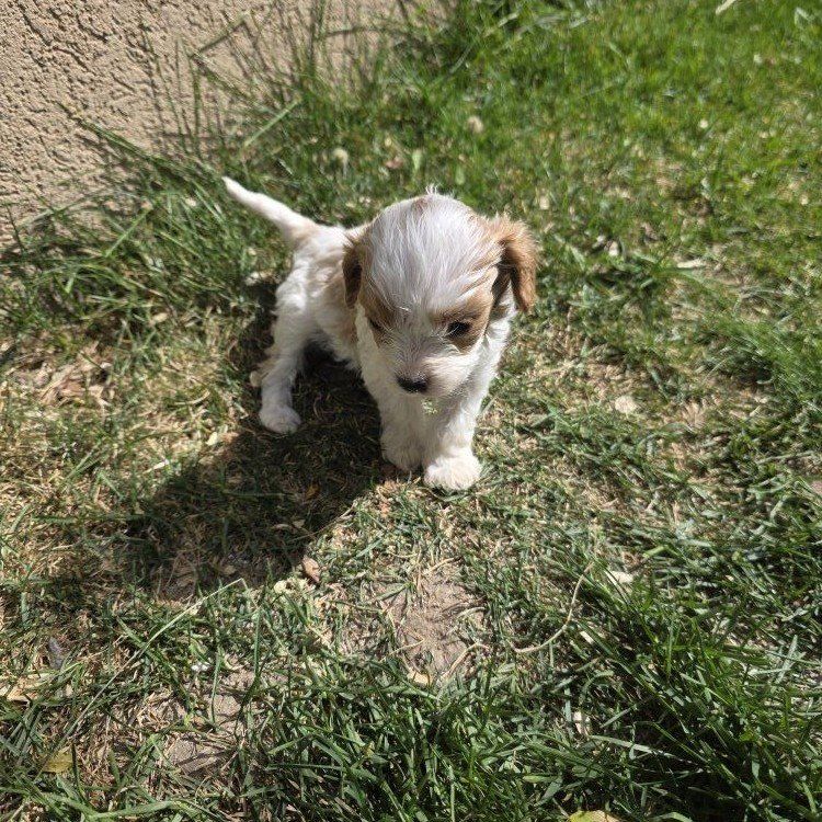 Tiny Toy Cavapoo Puppies King Charles / Toy poodle