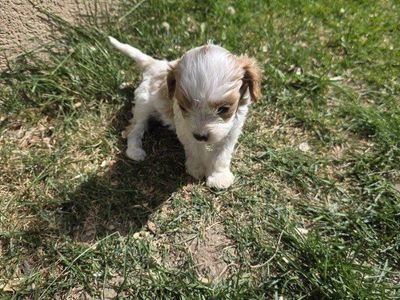 Tiny Toy Cavapoo Puppies King Charles / Toy poodle