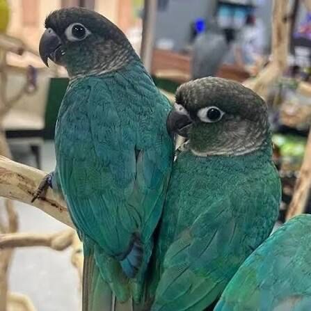Green Cheek Conure (Turquoise Green Cheek Conure)