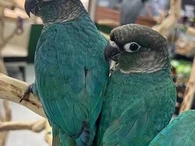 Green Cheek Conure (Turquoise Green Cheek Conure)