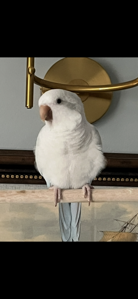 Quaker “Monk” Parrot