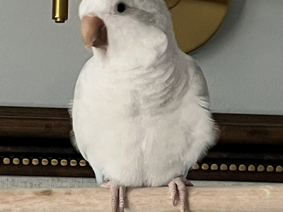 Quaker “Monk” Parrot