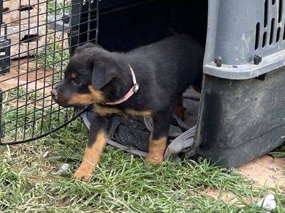 Rottweiler Puppy