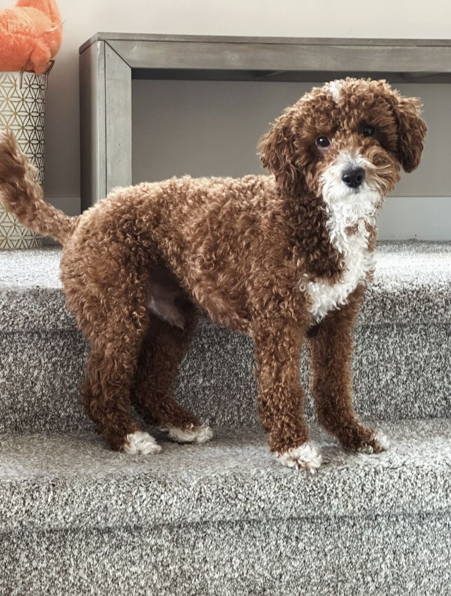 Intense Red Mini Goldendoodle Stud With Tuxedo. Proven Stud