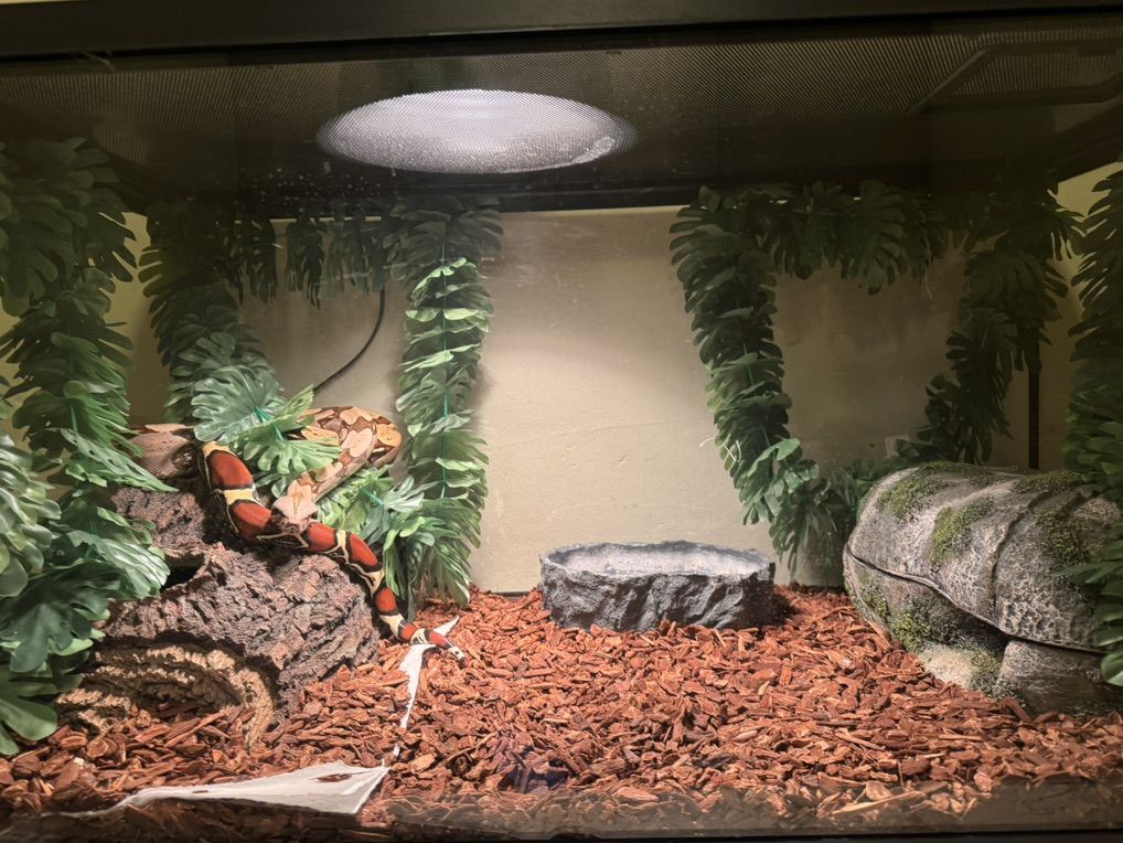 Suriname Red Tail Boa FULL SETUP