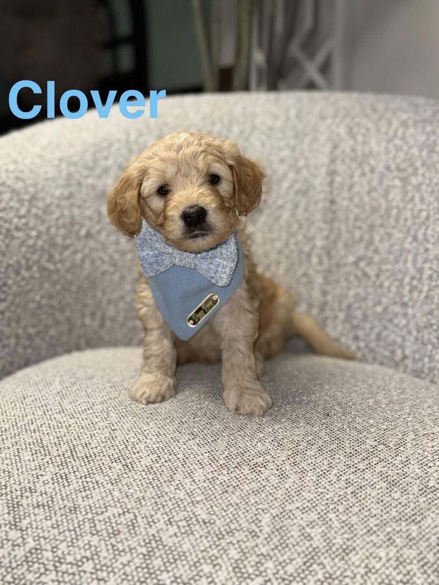 Mini Goldendoodle Puppy- Ready Now